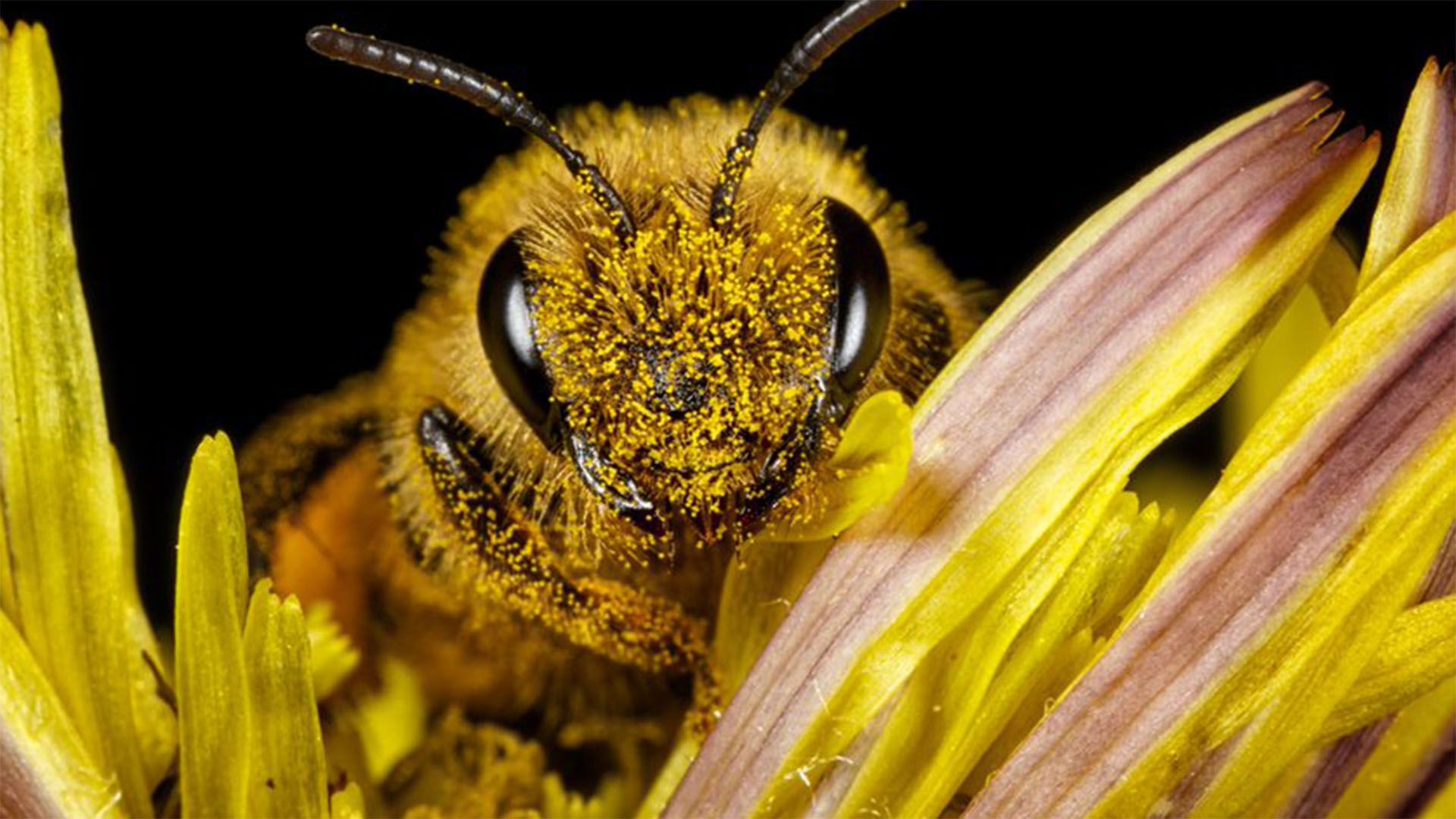 Close up of bee