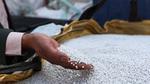 man holding plastic pellets in his hand