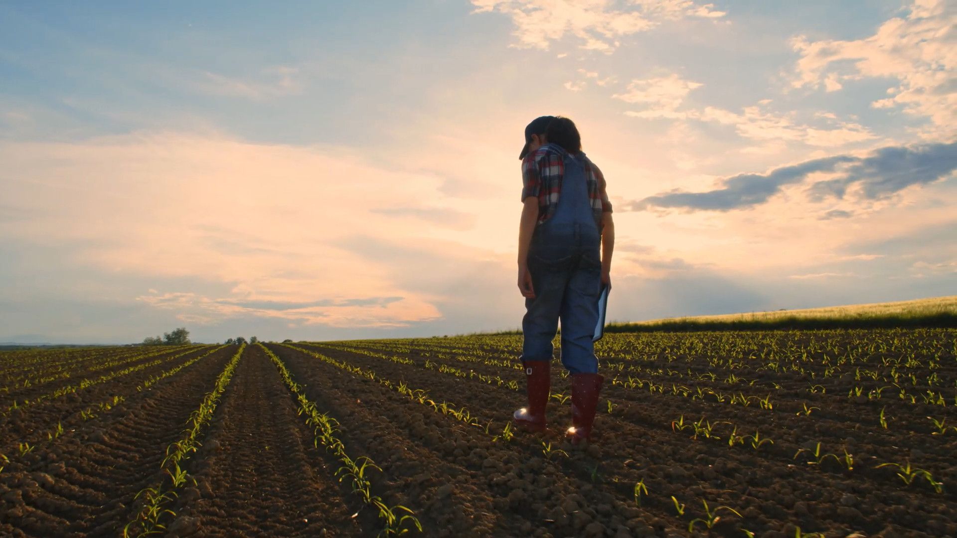 A woman walks through a field of growing seedlings. She reaches down to inspect them.