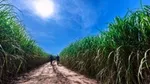 People walking through crops
