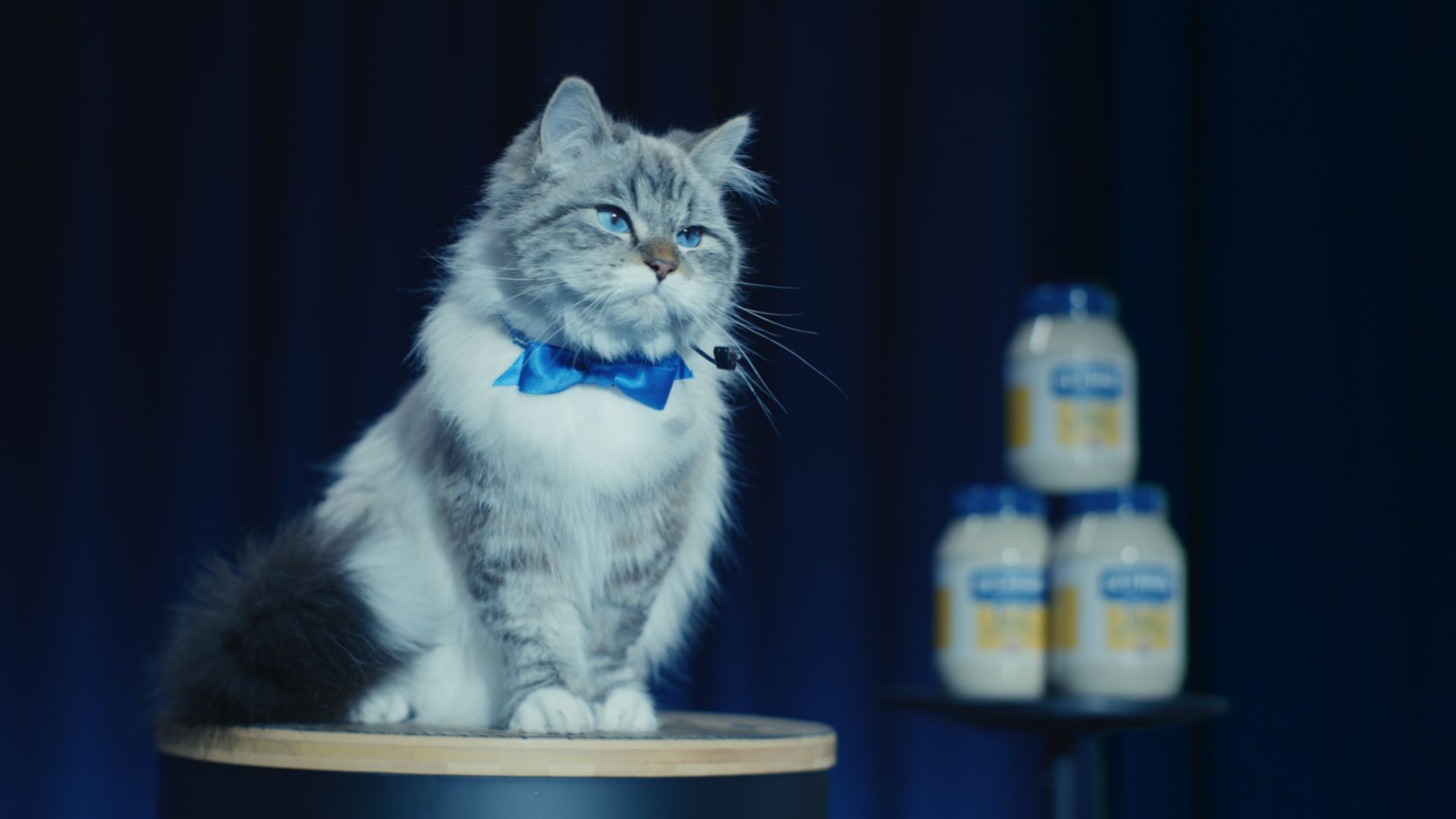 Image of a fluffy cat with a blue bow, star of  Hellmann’s Big Game ad, encouraging us all to Make Taste Not Waste. 