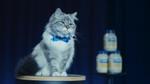 Image of a fluffy cat with a blue bow, star of  Hellmann’s Big Game ad, encouraging us all to Make Taste Not Waste.