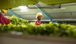 Woman processing tea. 