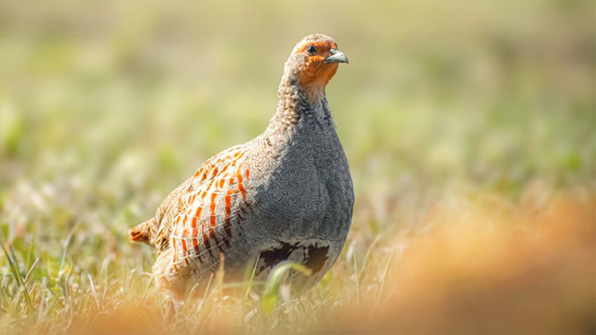 Grey Partridge