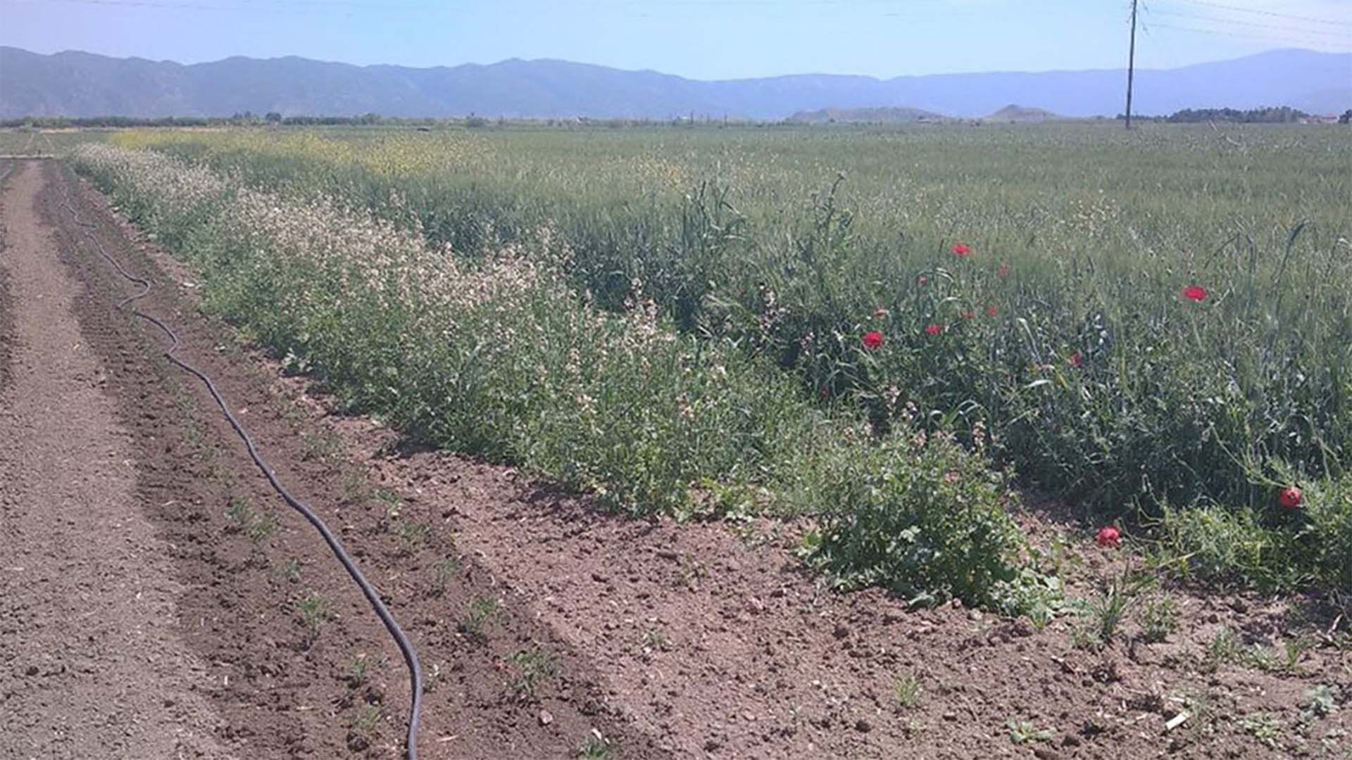 D.Nomikos Tomatoes in Greece