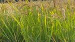 A close-up of tall rice plants against a blue sky